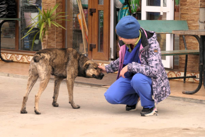 Ein Straßenhund der kastriert wurde