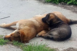 streunende Hunde